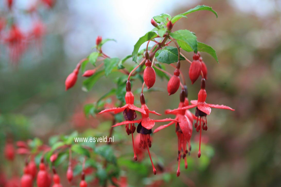 Fuchsia 'Riccartonii'