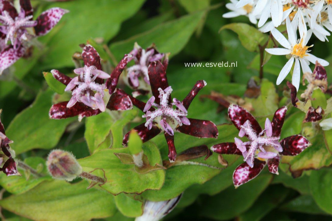 Tricyrtis hirta