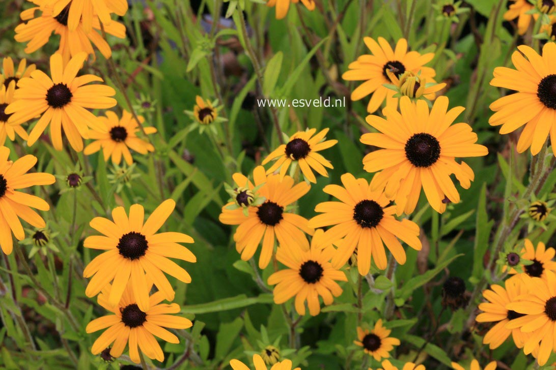 Rudbeckia fulgida var. speciosa