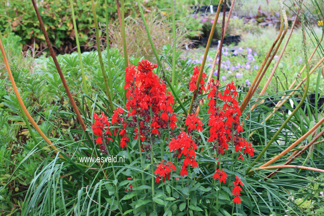Lobelia speciosa 'Fan Scarlet'