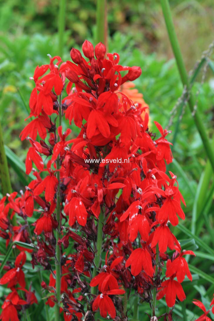 Lobelia speciosa 'Fan Scarlet'