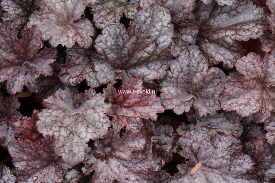 Heuchera 'Plum Pudding'