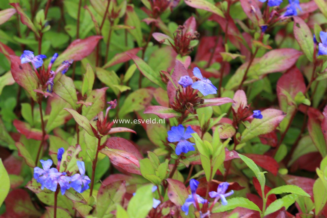 Ceratostigma plumbaginoides