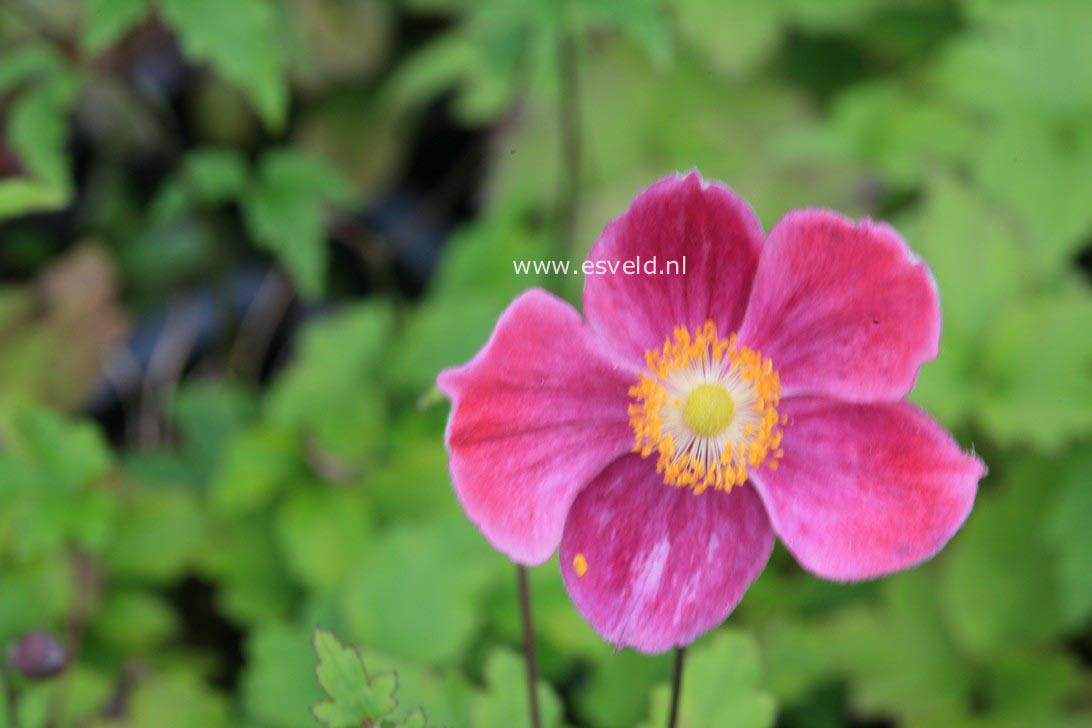 Anemone hybrida 'Hadspen Abundance'