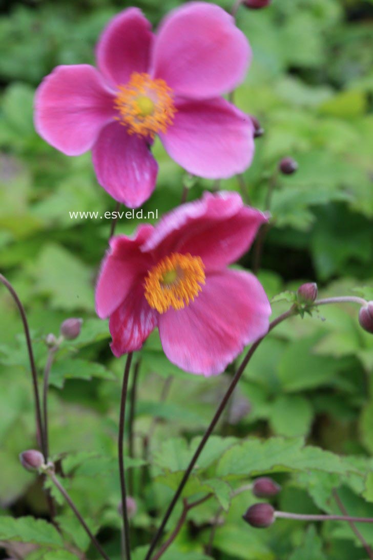 Anemone hybrida 'Hadspen Abundance'