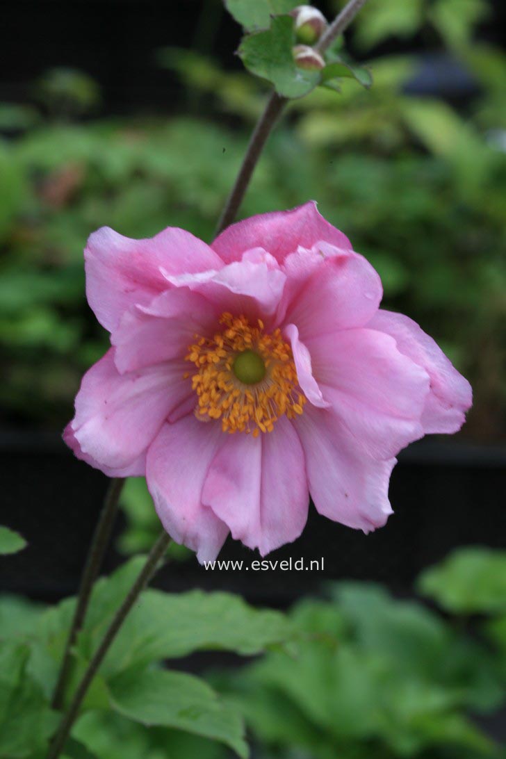 Anemone hybrida 'Koenigin Charlotte'