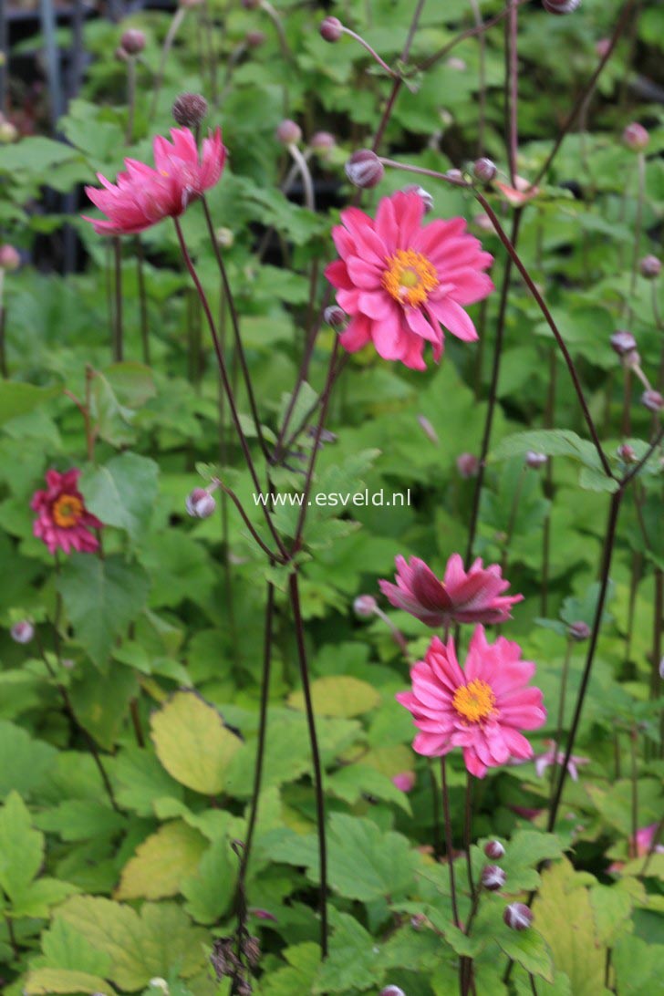 Anemone hybrida 'Pamina'