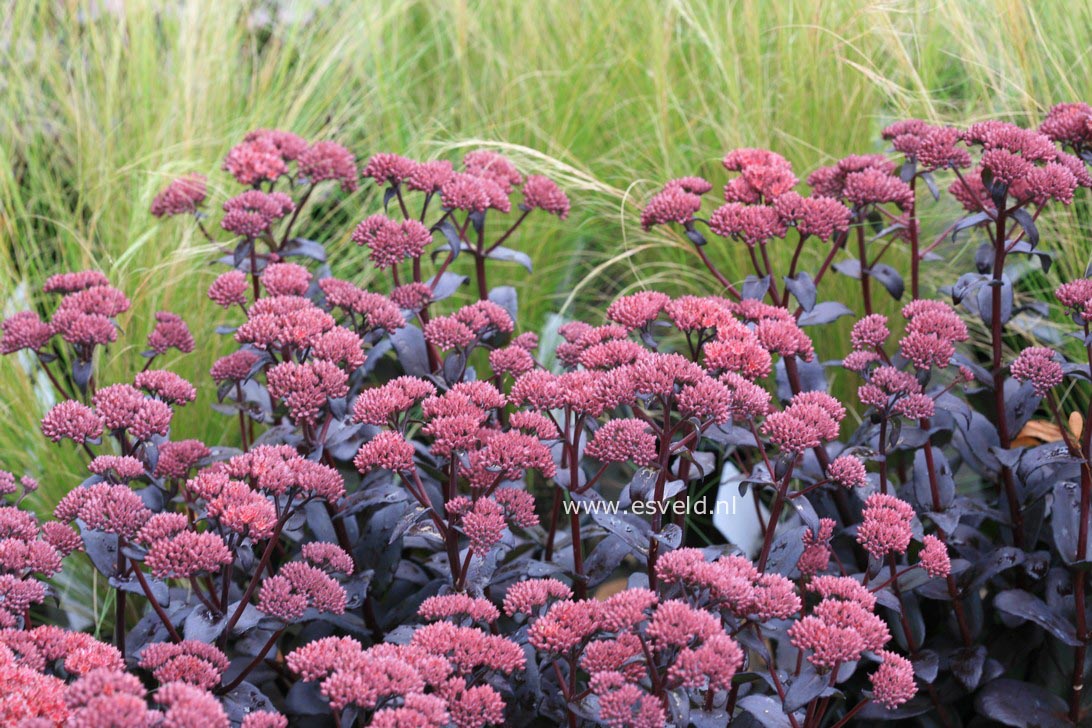 Sedum 'Jose Aubergine'