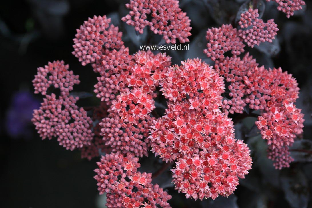 Sedum 'Jose Aubergine'