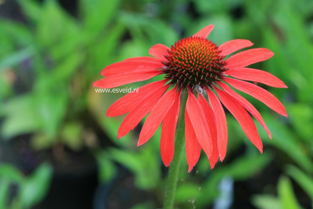 Echinacea purpurea 'Hot Summer'