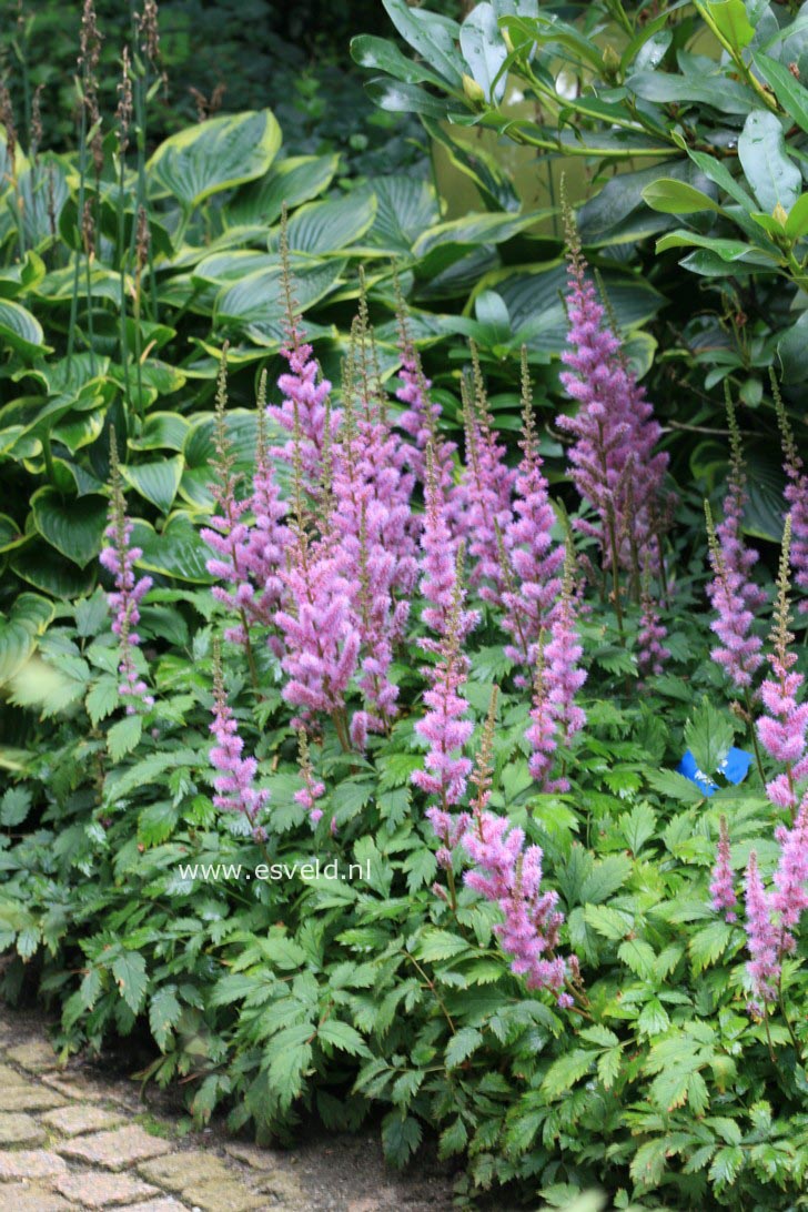 Astilbe chinensis 'Pumila'