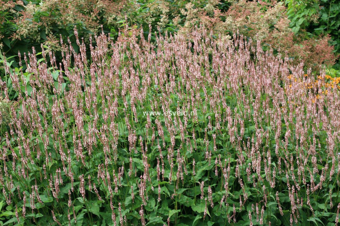 Persicaria amplexicaulis 'Rosea'