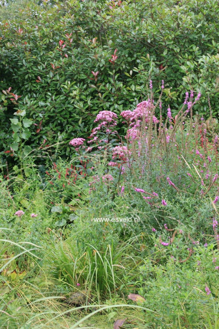 Eupatorium maculatum 'Atropurpureum'