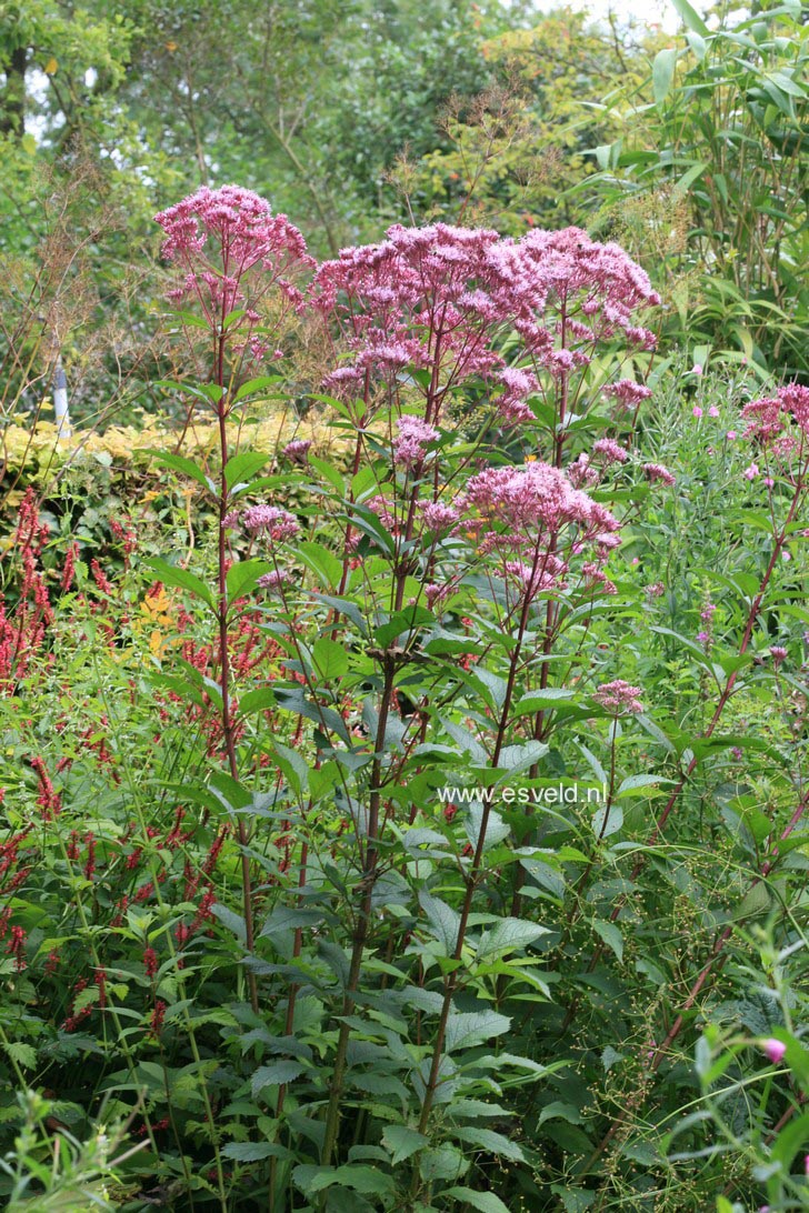 Eupatorium maculatum 'Atropurpureum'