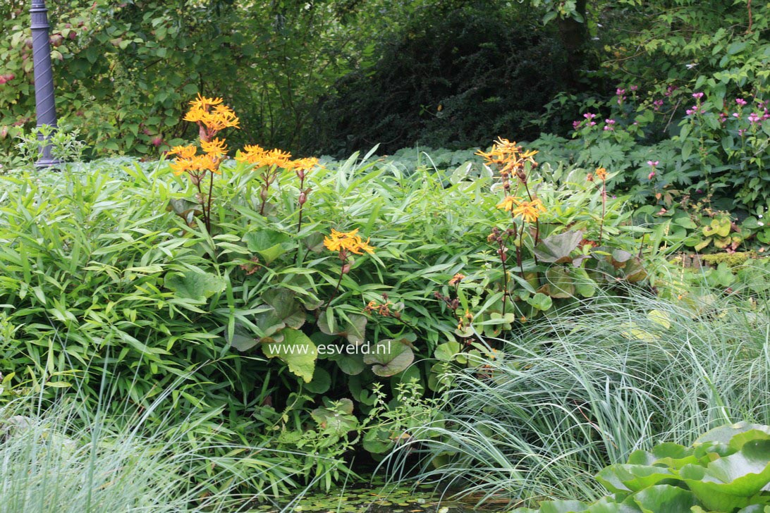 Ligularia dentata 'Othello'