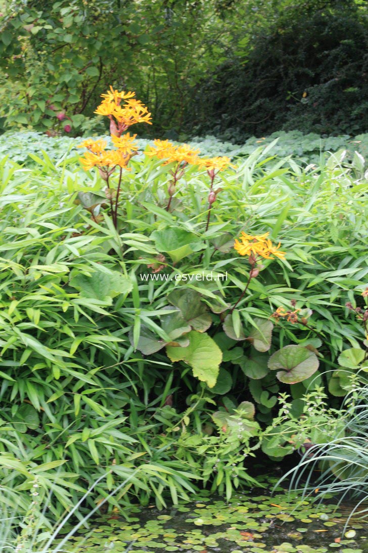 Ligularia dentata 'Othello'