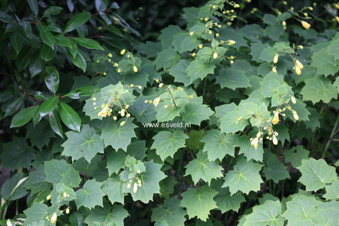 Kirengeshoma palmata