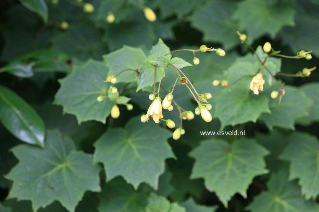 Kirengeshoma palmata