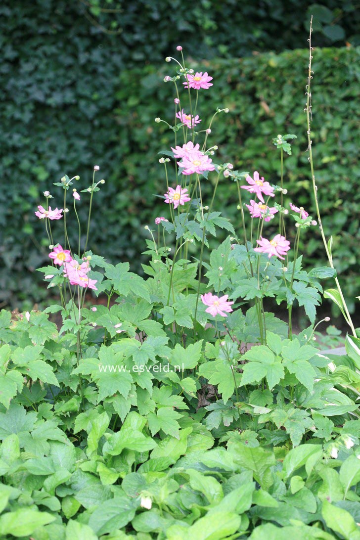 Anemone hupehensis 'Prinz Heinrich'