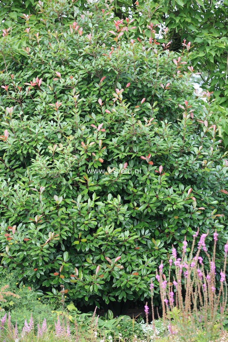 Photinia fraseri 'Red Robin'