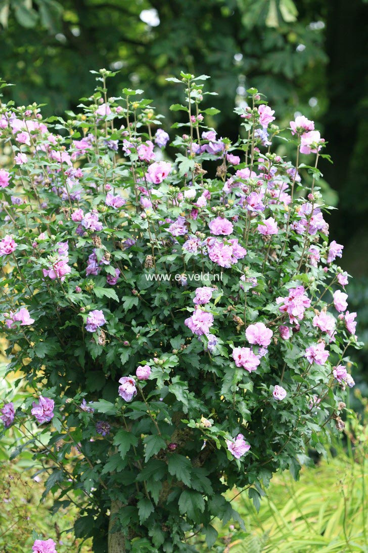 Hibiscus syriacus 'Ardens'