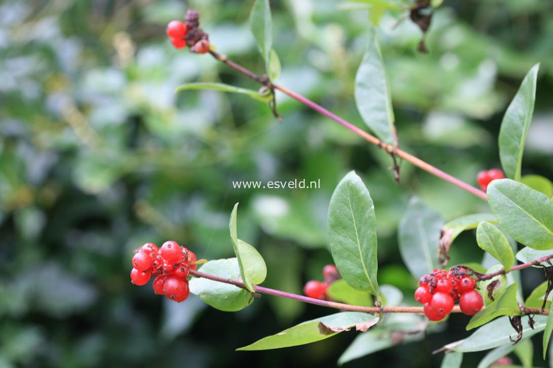 Lonicera periclymenum 'Serotina'