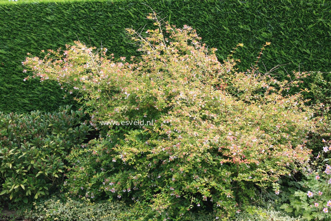 Abelia grandiflora 'Francis Mason'