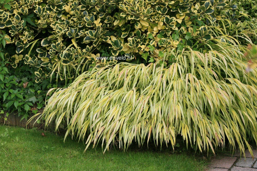 Hakonechloa macra 'Aureola'