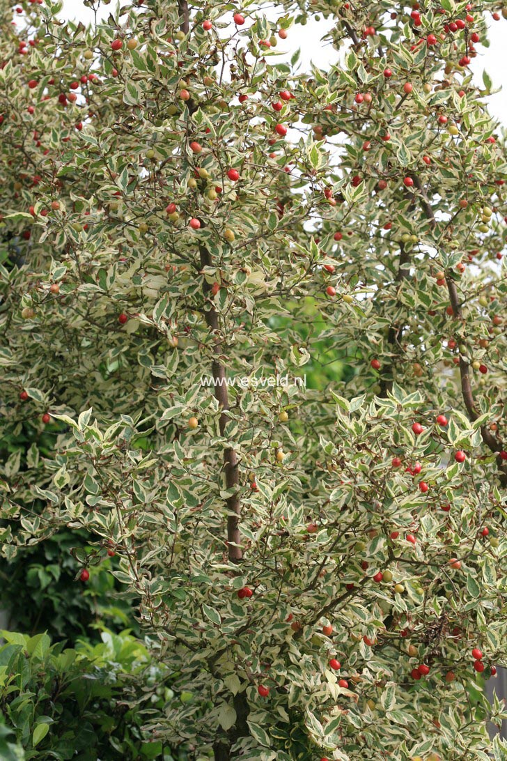 Cornus mas 'Variegata'