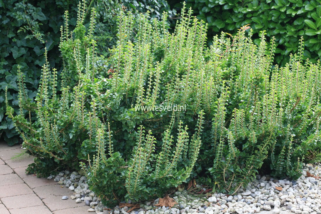 Hedera helix 'Erecta'