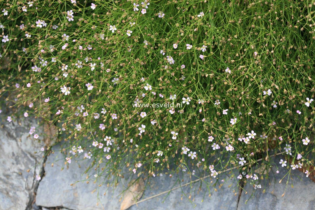 Petrorhagia saxifraga