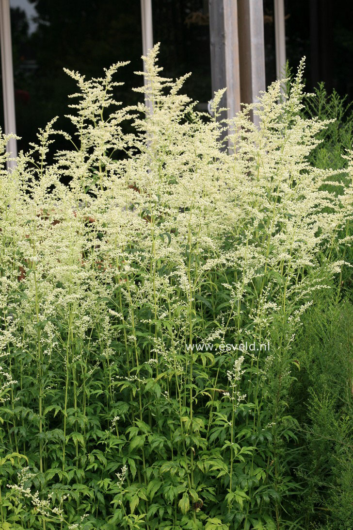 Artemisia lactiflora