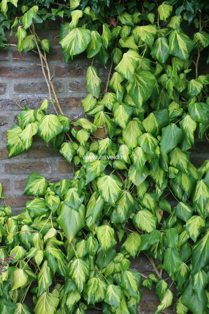 Hedera colchica 'Sulphur Heart'