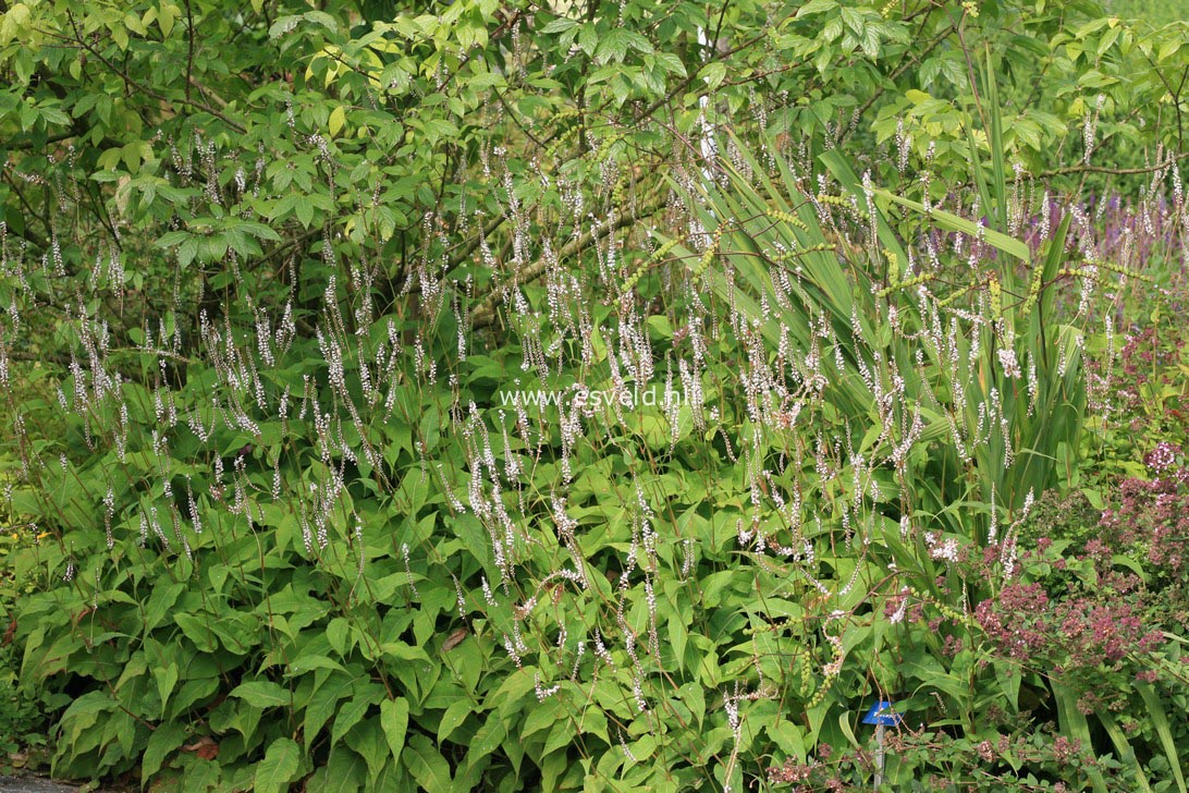 Persicaria amplexicaulis 'Alba'
