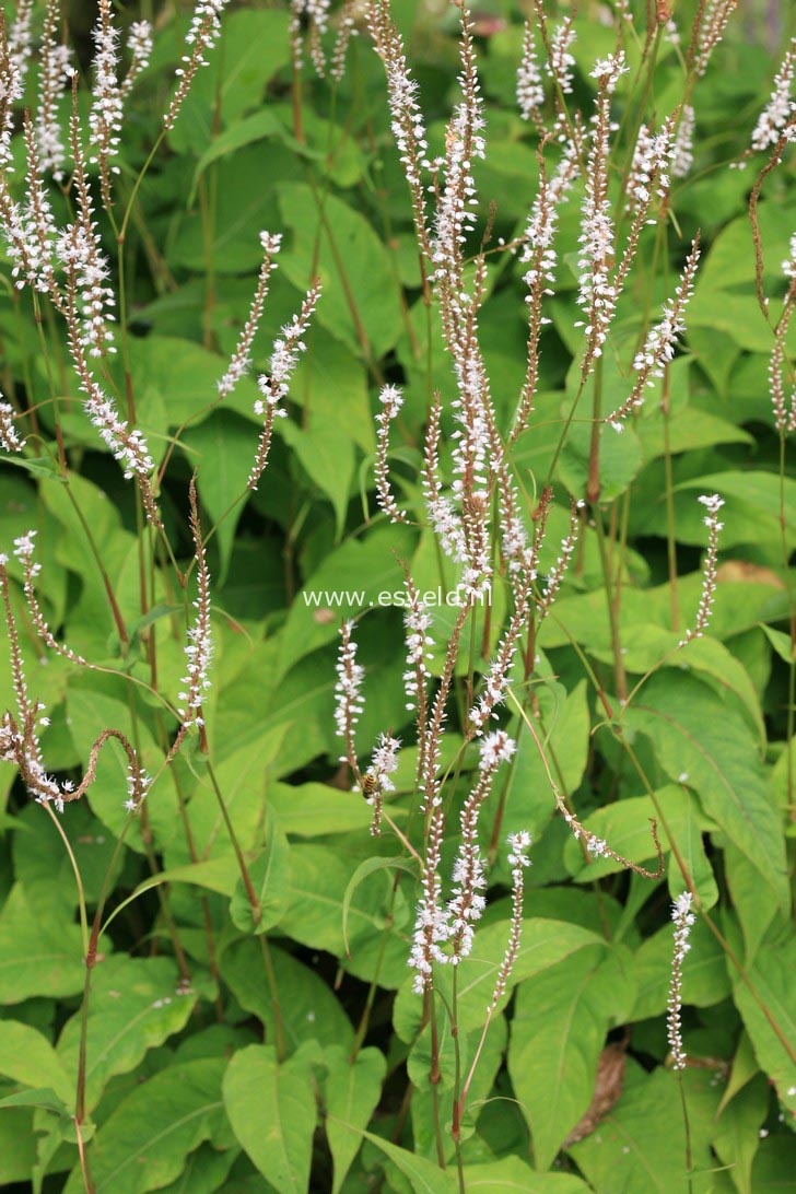 Persicaria amplexicaulis 'Alba'