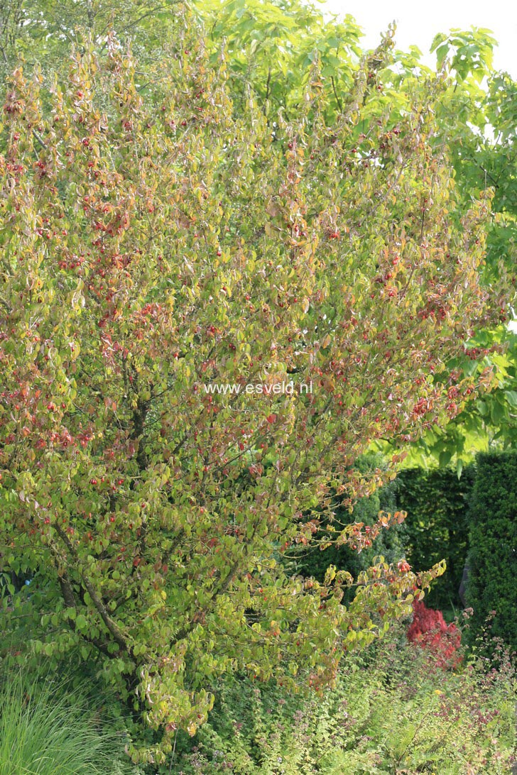 Cornus mas