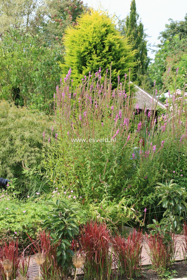 Lythrum salicaria