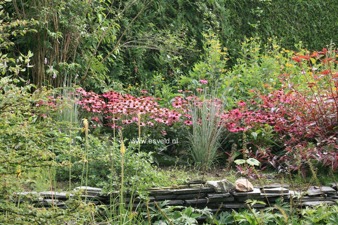 Echinacea purpurea 'Kim's Knee High'