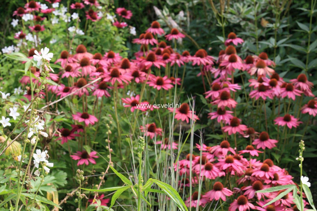 Echinacea purpurea 'Kim's Knee High'