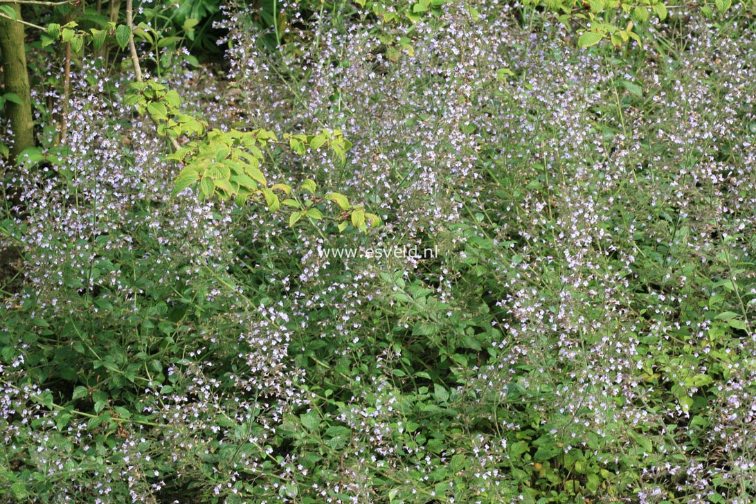 Calamintha nepeta 'Blue Cloud'