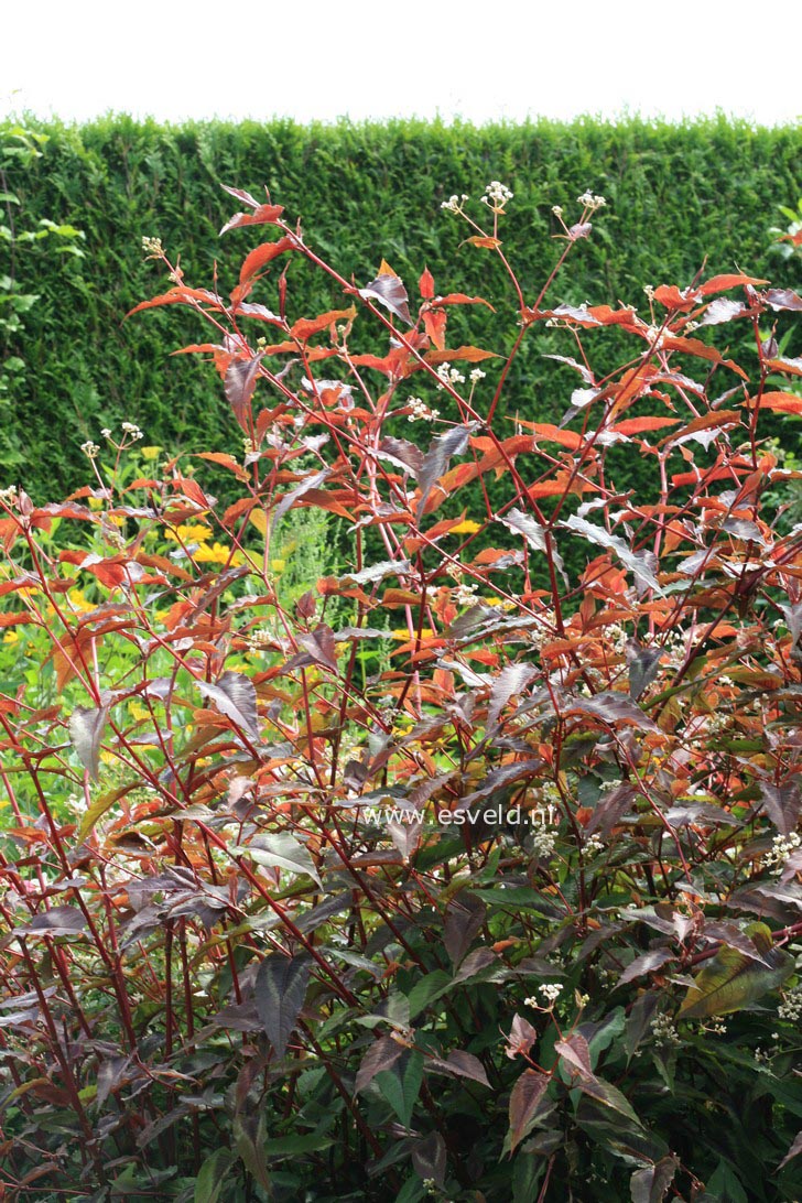 Persicaria microcephala 'Red Dragon'