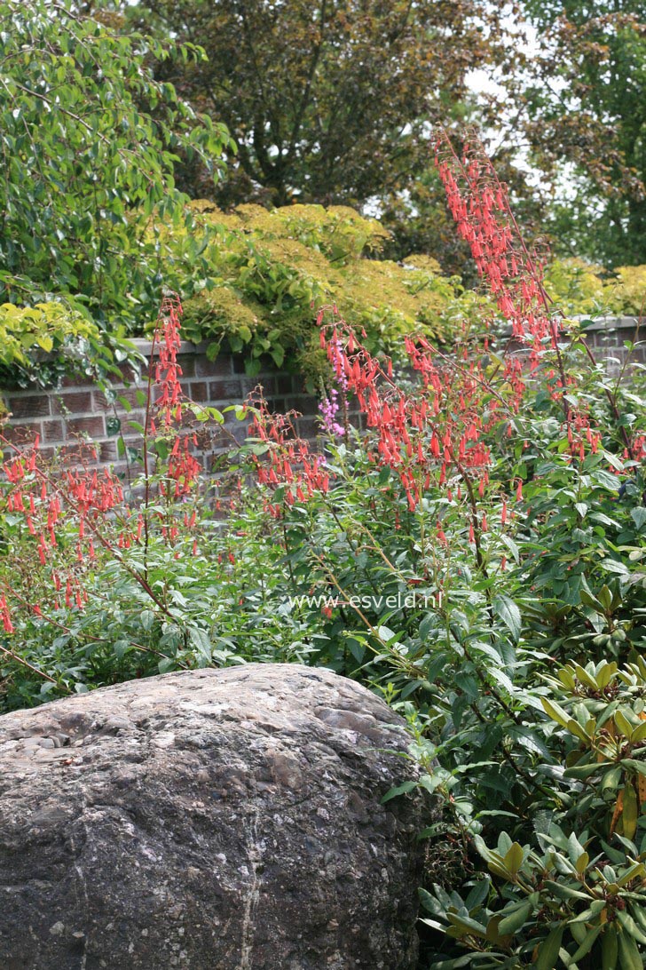 Phygelius rectus 'African Queen'