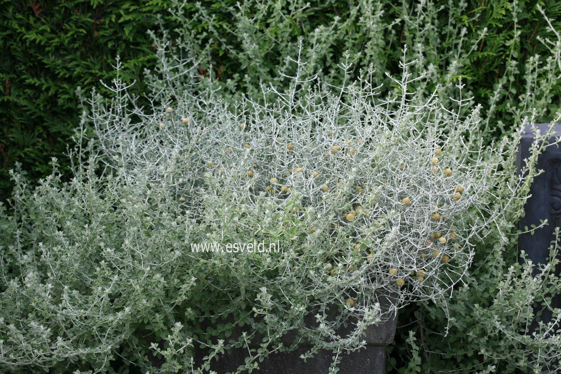 Olearia lepidophylla 'Silver Knight'