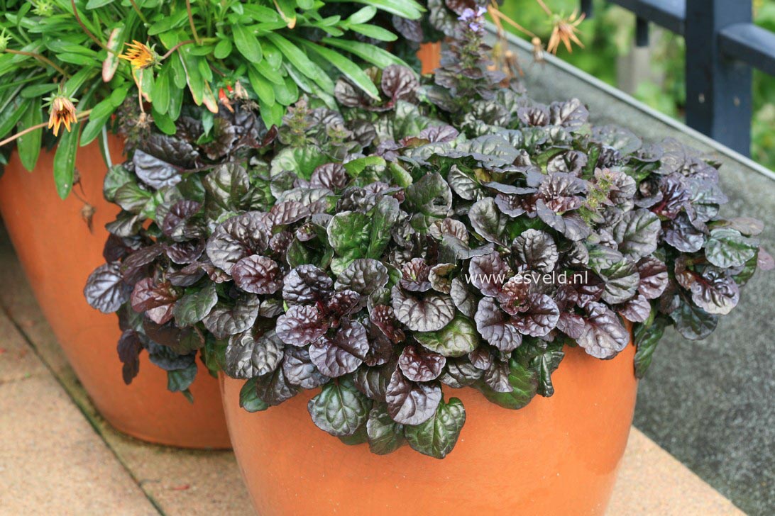 Ajuga reptans 'Catlin's Giant'