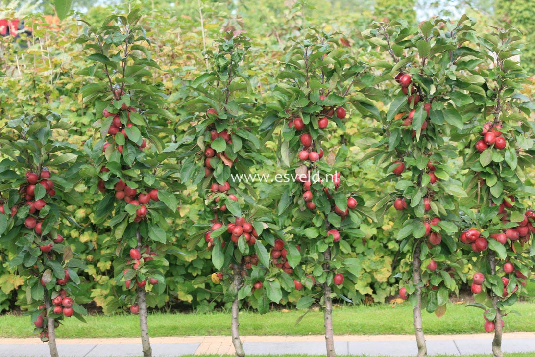 Plantenwinkel: Malus domestica 'Sunlight' - www.esveld.nl