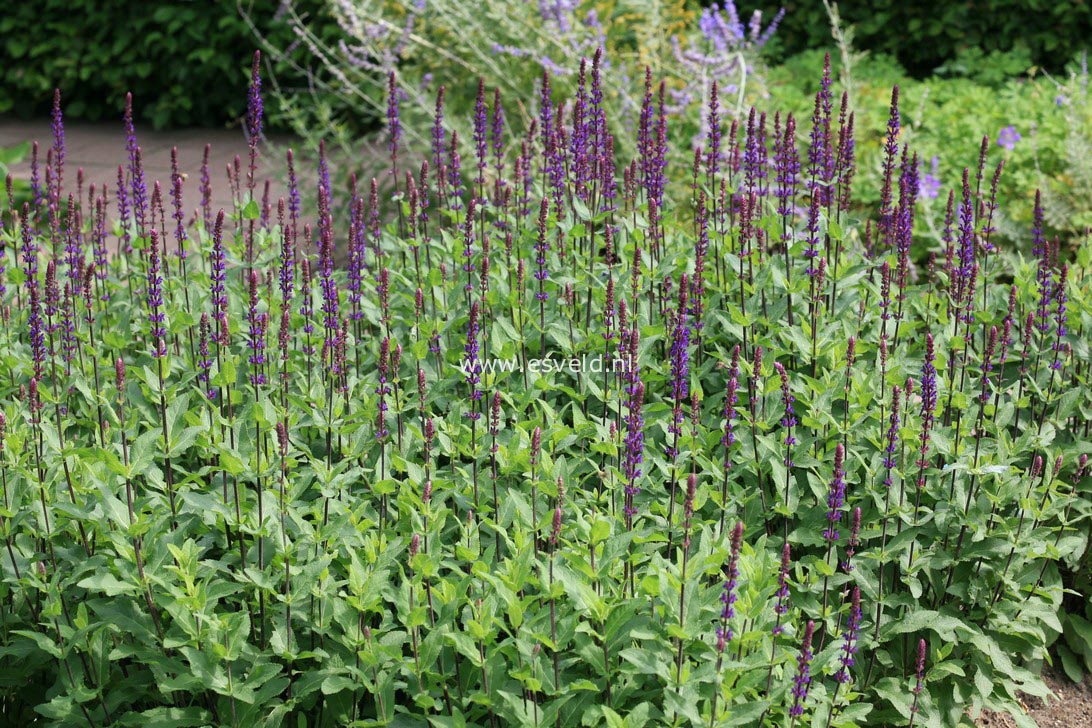 Salvia nemorosa 'Caradonna'