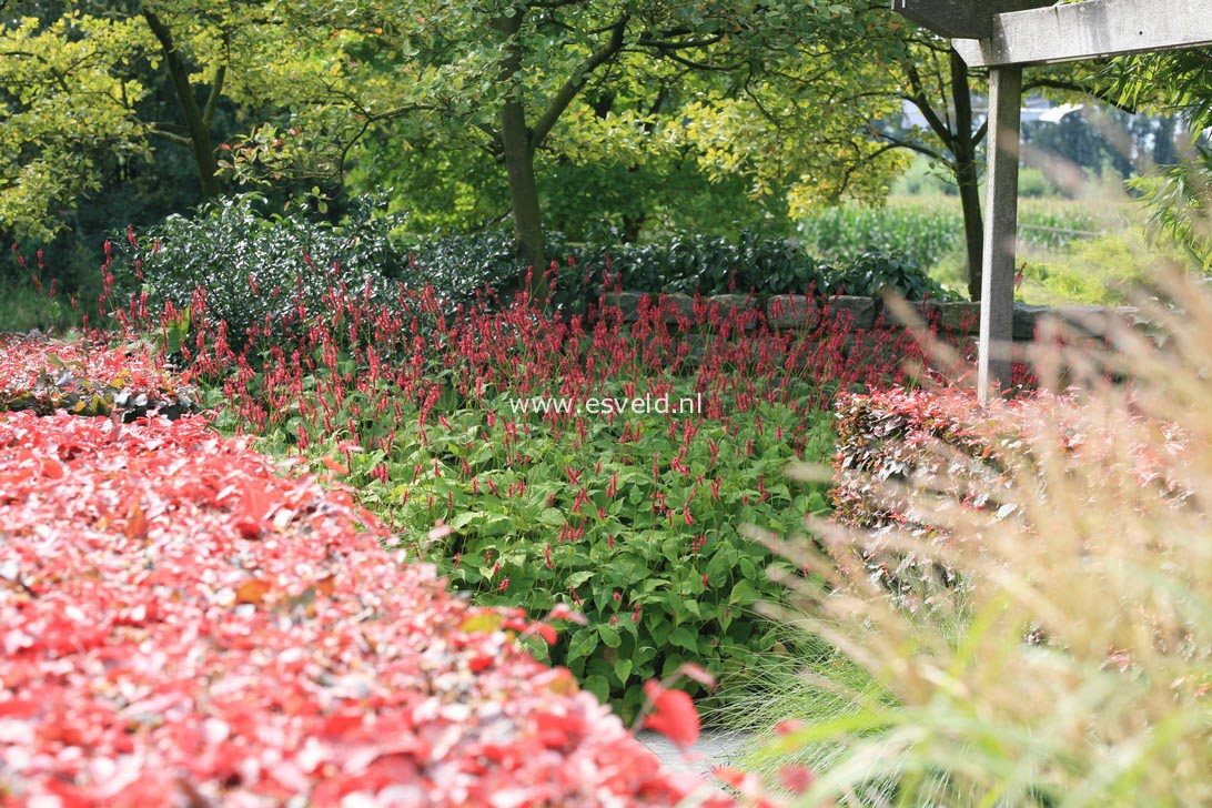 Persicaria amplexicaulis