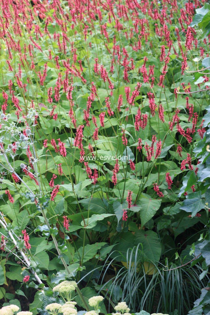 Persicaria amplexicaulis