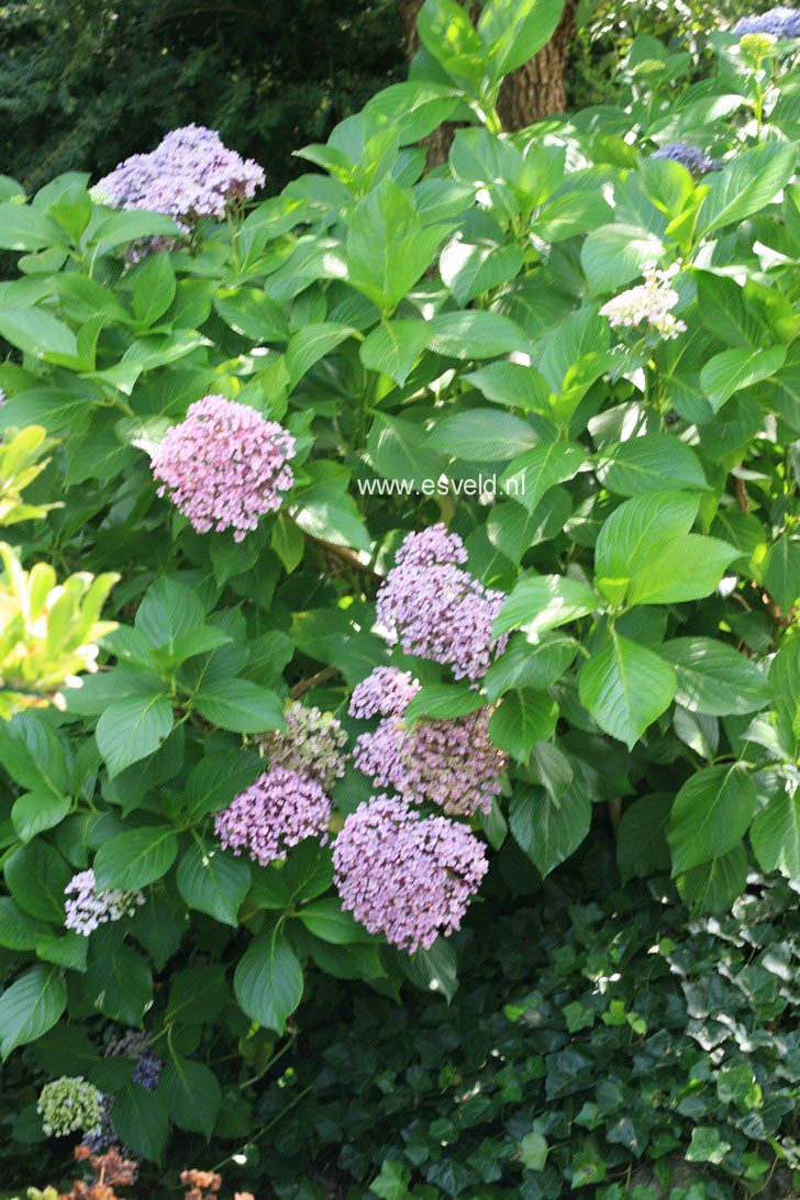 Hydrangea macrophylla 'Ayesha'