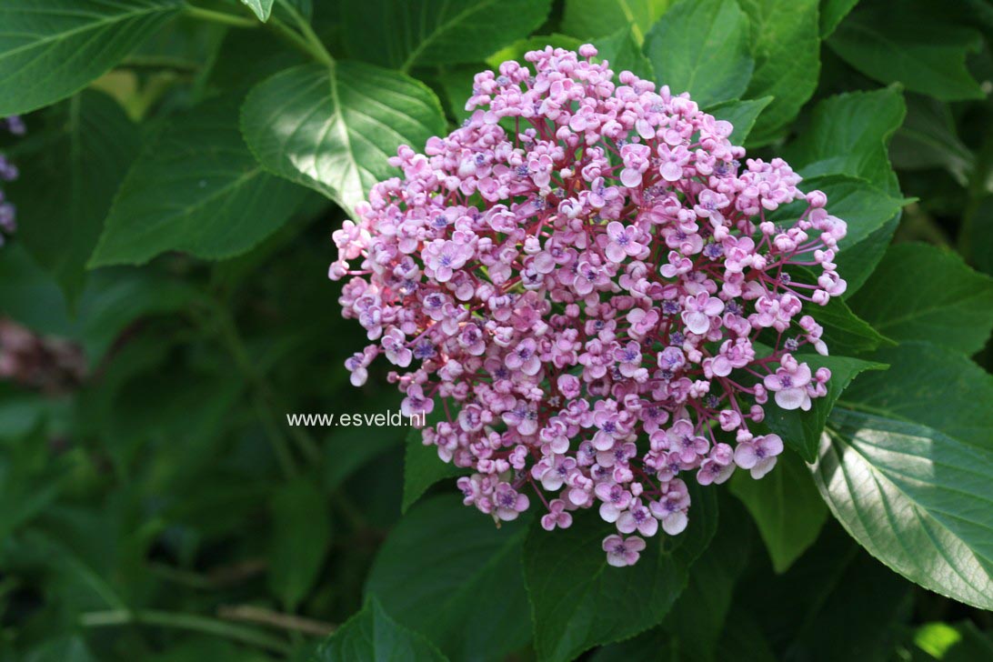 Hydrangea macrophylla 'Ayesha'